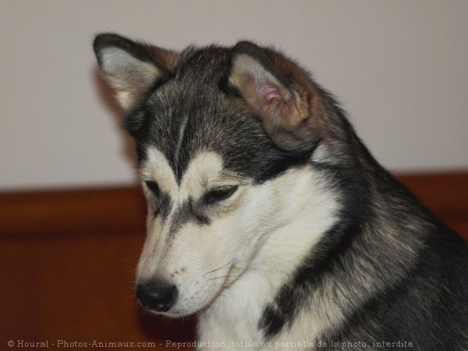 Photo de Malamute de l'alaska