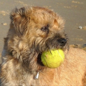 Photo de Border terrier