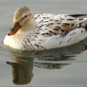 Photo de Canard colvert