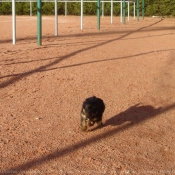 Photo de Yorkshire terrier