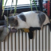 Photo de Chat domestique