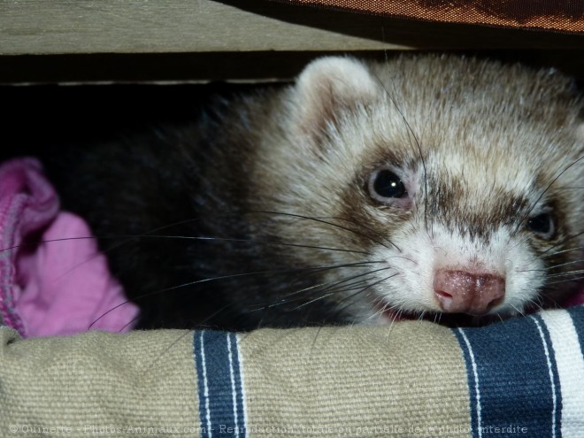 Photo de Furet