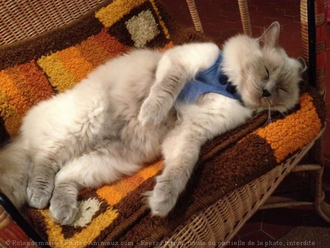 Photo de Ragdoll