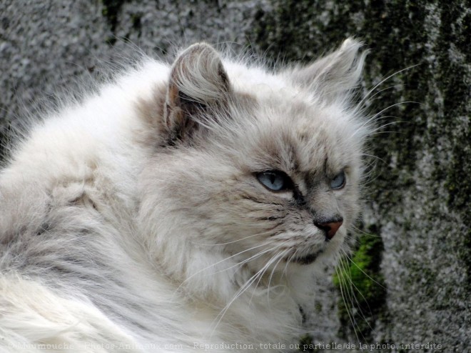 Photo de Chat domestique