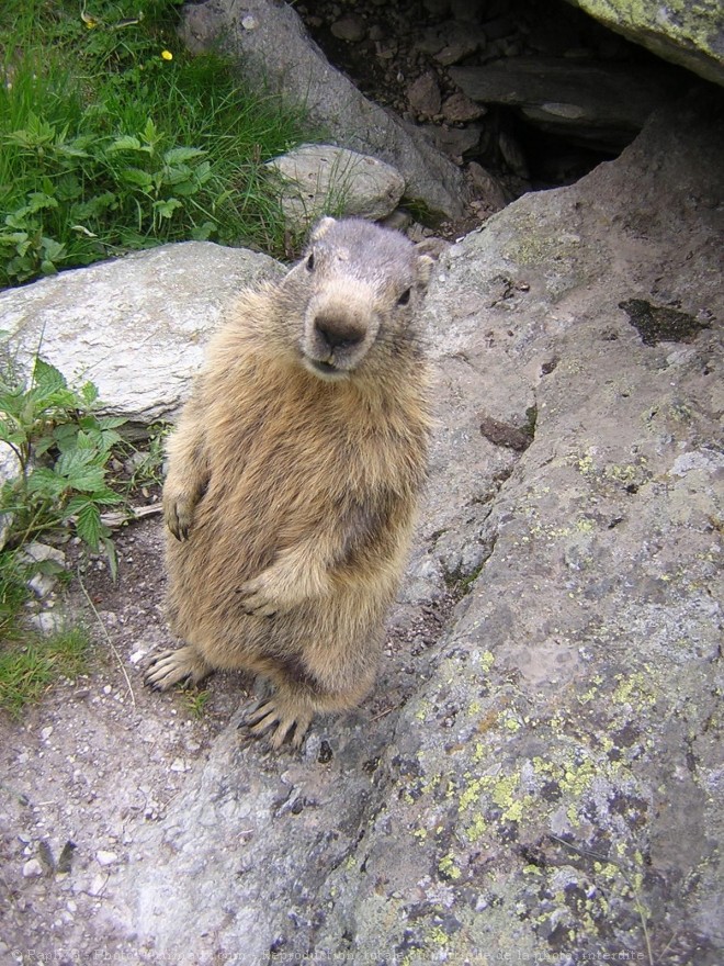 Photo de Marmotte