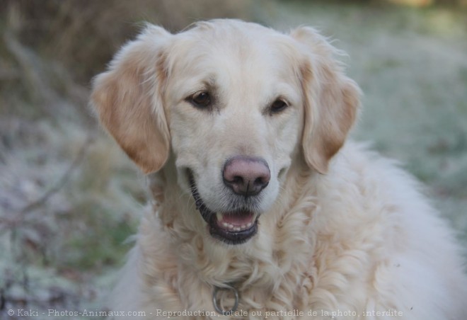 Photo de Golden retriever