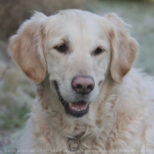 Photo de Golden retriever