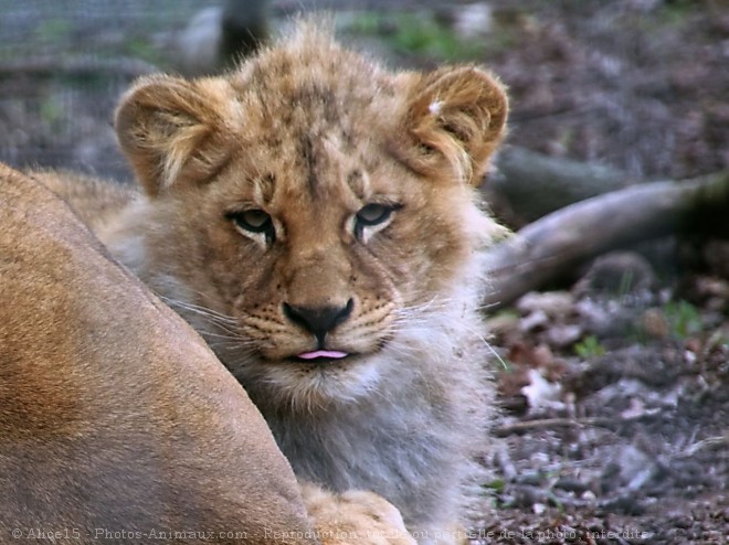 Photo de Lion