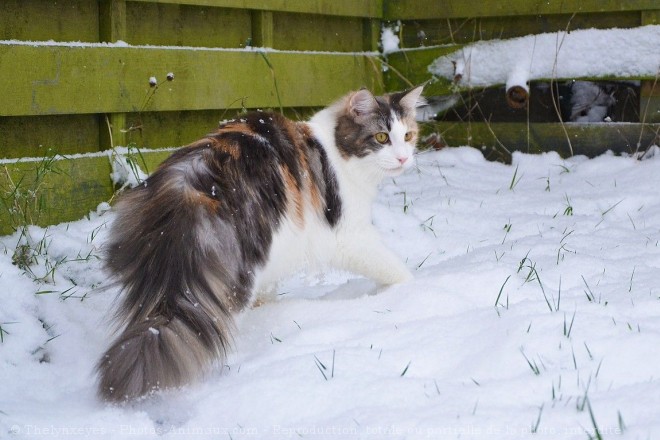 Photo de Maine coon