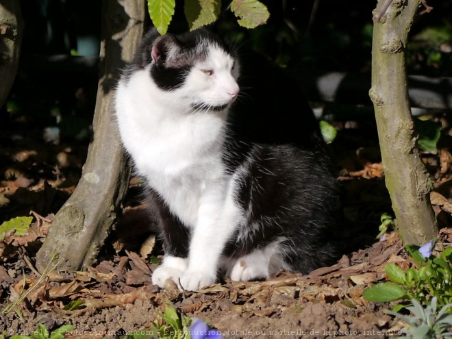 Photo de Chat domestique