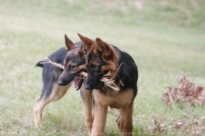 Photo de Berger allemand  poil court