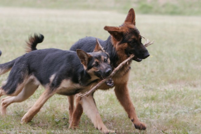 Photo de Berger allemand  poil court