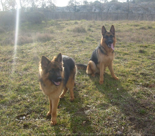 Photo de Berger allemand  poil long