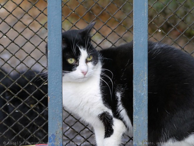 Photo de Chat domestique