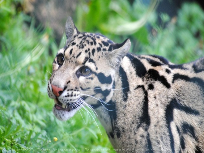 Photo d'Ocelot