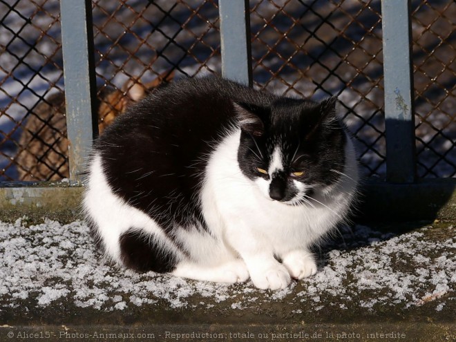 Photo de Chat domestique