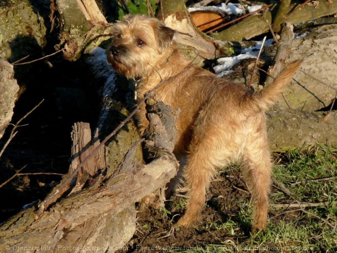 Photo de Border terrier