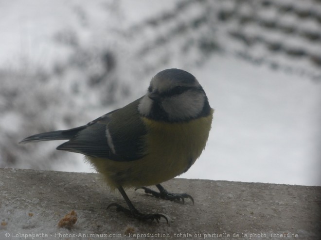 Photo de Msange bleue