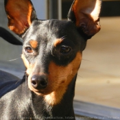 Photo de Pinscher nain