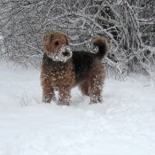 Photo d'Airedale terrier