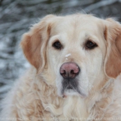 Photo de Golden retriever