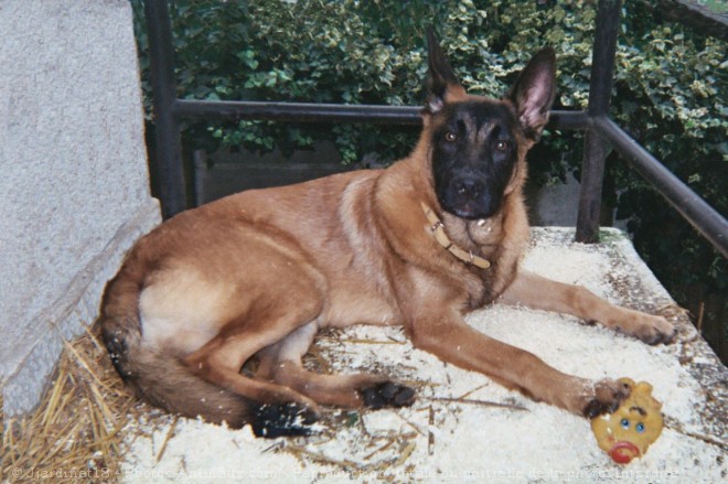 Photo de Berger belge malinois