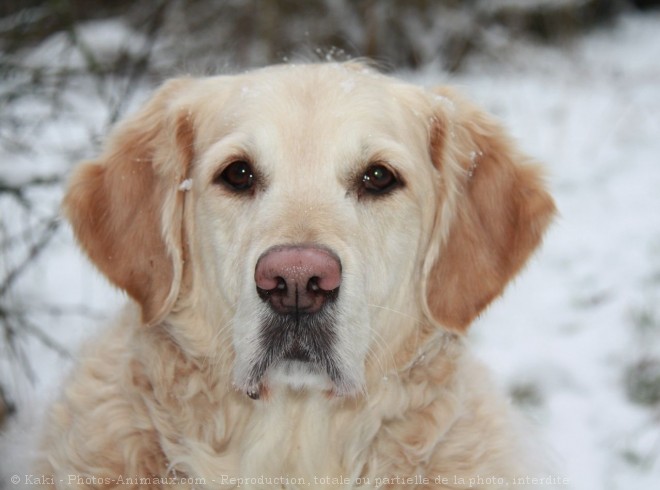 Photo de Golden retriever