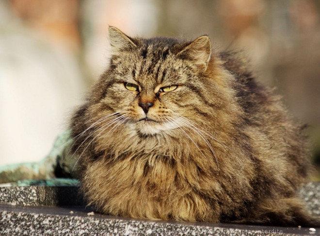 Photo de Chat domestique