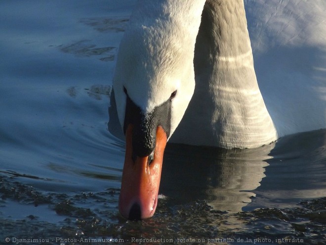 Photo de Cygne