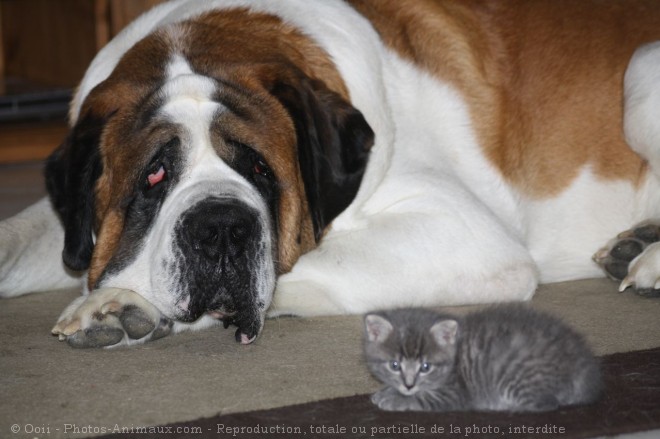 Photo de Saint-bernard poil long