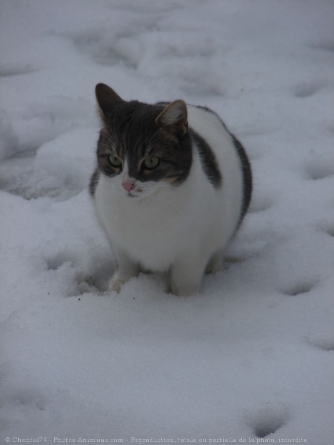 Photo de Chat domestique