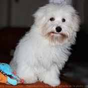 Photo de Coton de tulear