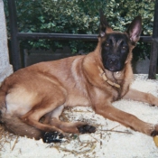 Photo de Berger belge malinois