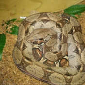 Photo de Boa constrictor