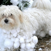 Photo de Coton de tulear