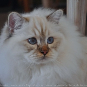 Photo de Sacr de birmanie