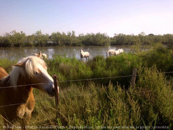 Photo de Haflinger