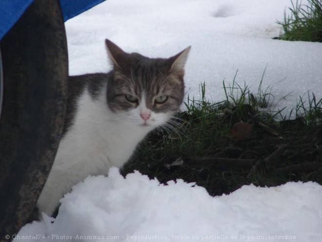 Photo de Chat domestique