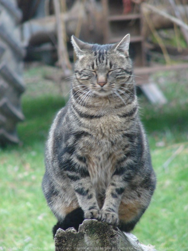 Photo de Chat domestique