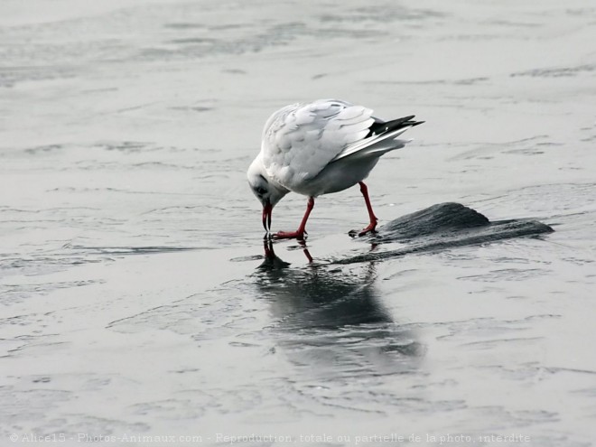 Photo de Mouette