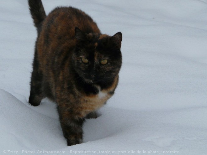 Photo de Chat domestique