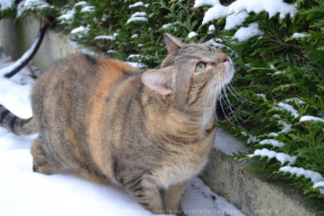 Photo de Chat domestique