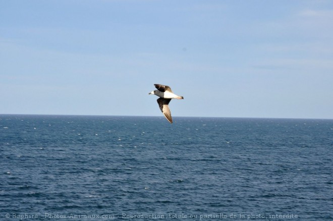 Photo de Mouette