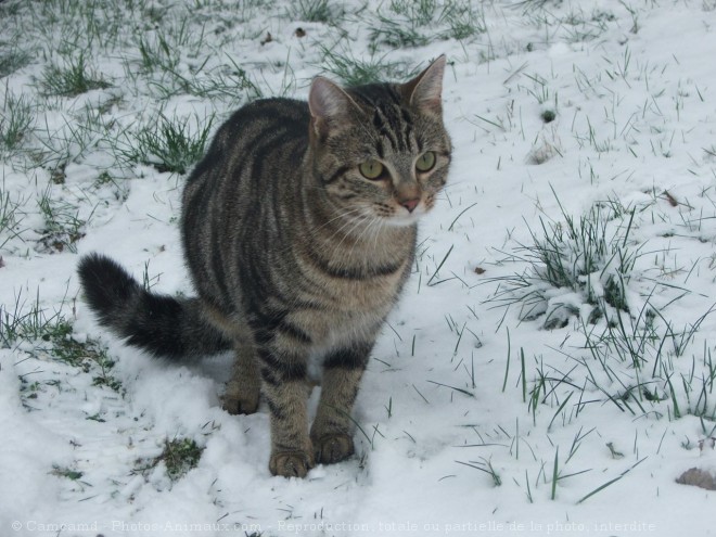 Photo de Chat domestique