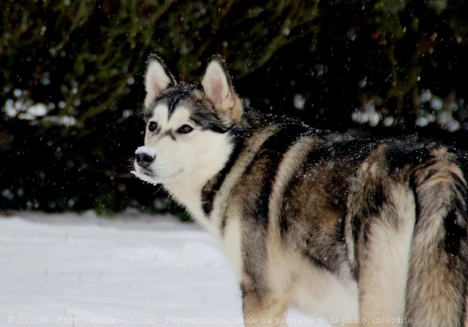 Photo de Malamute de l'alaska