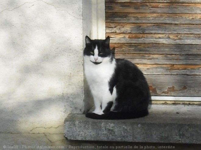 Photo de Chat domestique