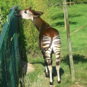 Photo d'Okapi