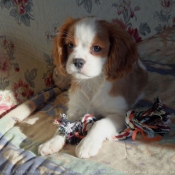 Photo de Cavalier king charles spaniel