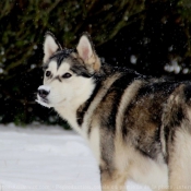 Photo de Malamute de l'alaska