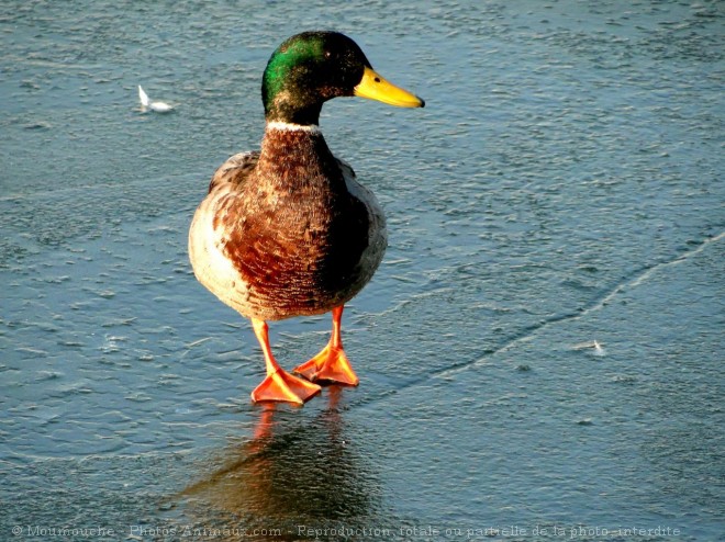 Photo de Canard colvert